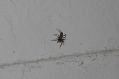 Phrurotimpus borealis