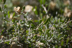 Grayia spinosa