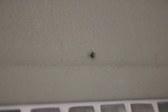 Phrurotimpus borealis