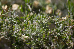 Grayia spinosa