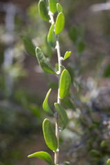 Grayia spinosa