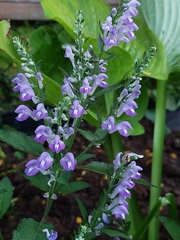 Scutellaria incana