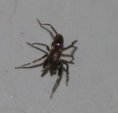 Phrurotimpus borealis