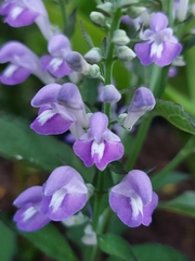 Scutellaria incana