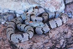 Lampropeltis alterna
