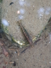 Neocaridina koreana