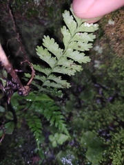 Asplenium trichomanes