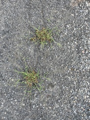 Eragrostis