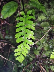 Asplenium trichomanes