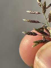 Eragrostis