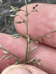 Eragrostis