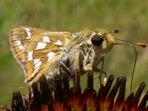 Green Skipper photo 6