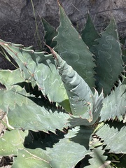 Agave wocomahi