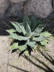 Agave wocomahi