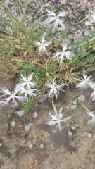 Dianthus crinitus