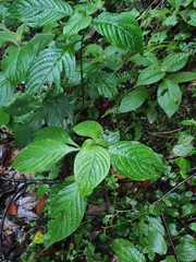 Mussaenda shikokiana
