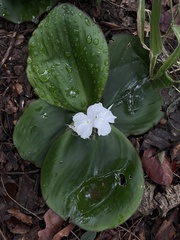 Kaempferia koratensis