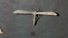 Hellinsia homodactylus