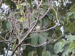 Prinia polychroa