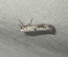 Yponomeuta irrorellus