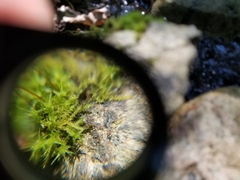 Hygroamblystegium