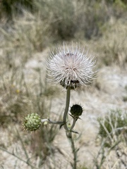 Cirsium mohavense
