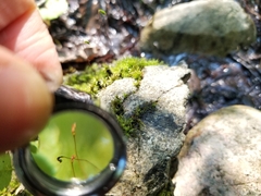Hygroamblystegium