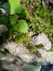 Hygroamblystegium