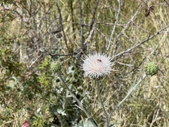 Cirsium mohavense