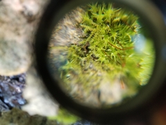 Hygroamblystegium