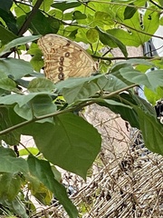 Morpho polyphemus polyphemus