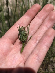 Rhopalomyia erigerontis