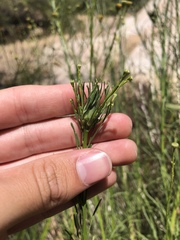 Rhopalomyia erigerontis