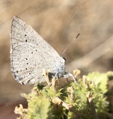 Satyrium sylvinus dryope