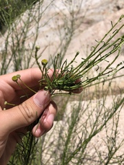 Rhopalomyia erigerontis