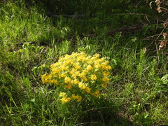 Lithospermum caroliniense croceum
