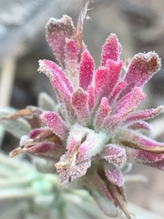 Castilleja foliolosa