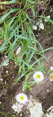Erigeron morrisonensis
