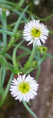 Erigeron morrisonensis