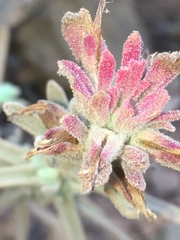 Castilleja foliolosa