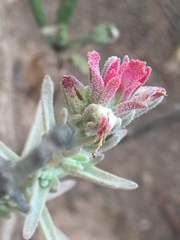 Castilleja foliolosa