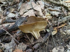 Helvella solitaria