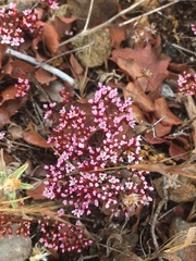 Chorizanthe staticoides