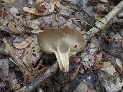 Helvella solitaria