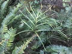 Pteris cretica