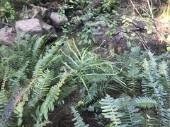 Pteris cretica