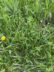 Allium geyeri tenerum