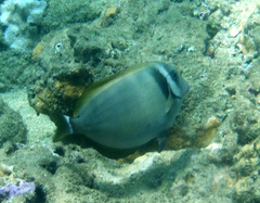 Acanthurus leucopareius