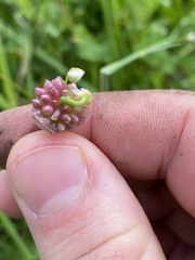 Allium geyeri tenerum
