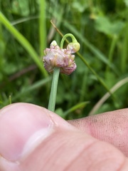 Allium geyeri tenerum